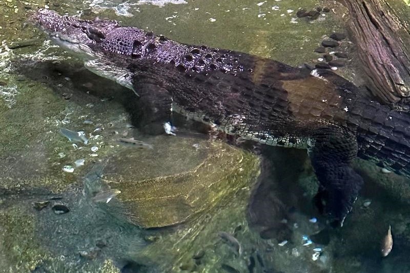 Foundation Excursion: SEA LIFE Melbourne Aquarium